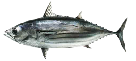 Katsuo